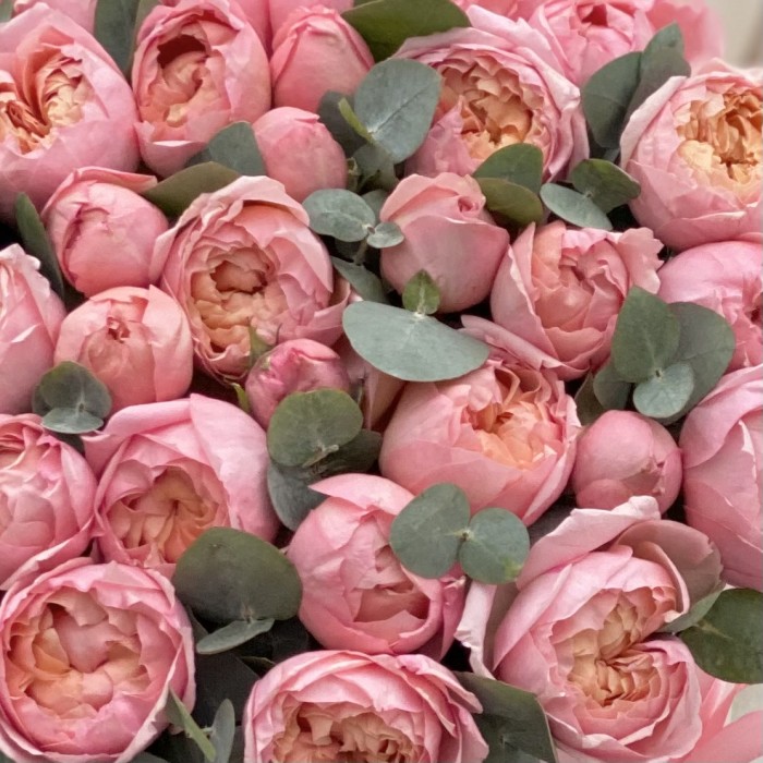 Розовая пионовидная роза Джульетта с эвкалиптом в коробке